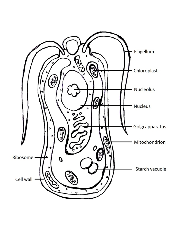 Cell diagram