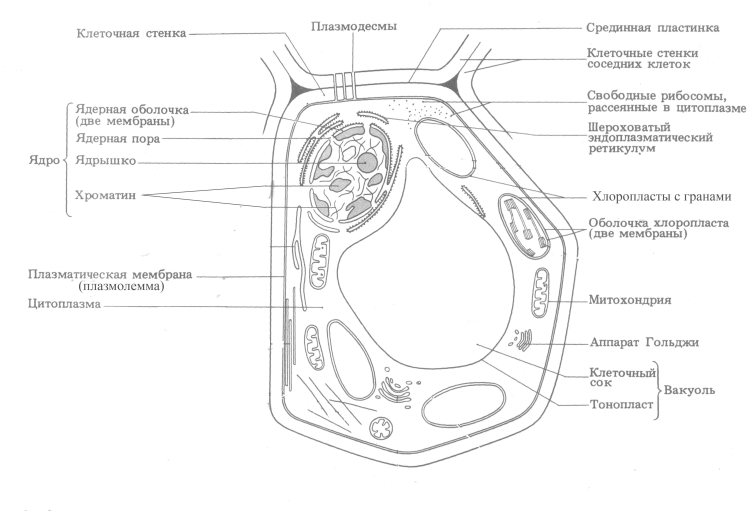 Цитология и молекулярная биология