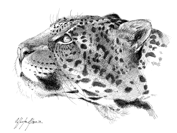 Лицо леопарда рисунок