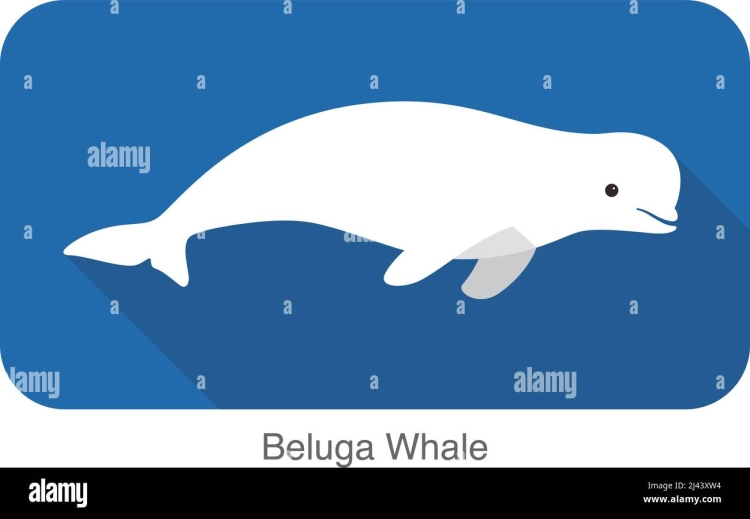 Кит Белуха вектор