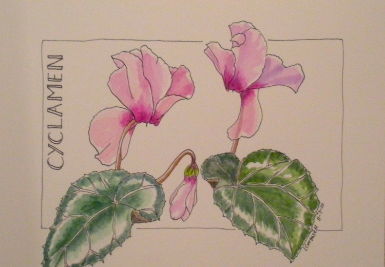 Цикламен рисунок