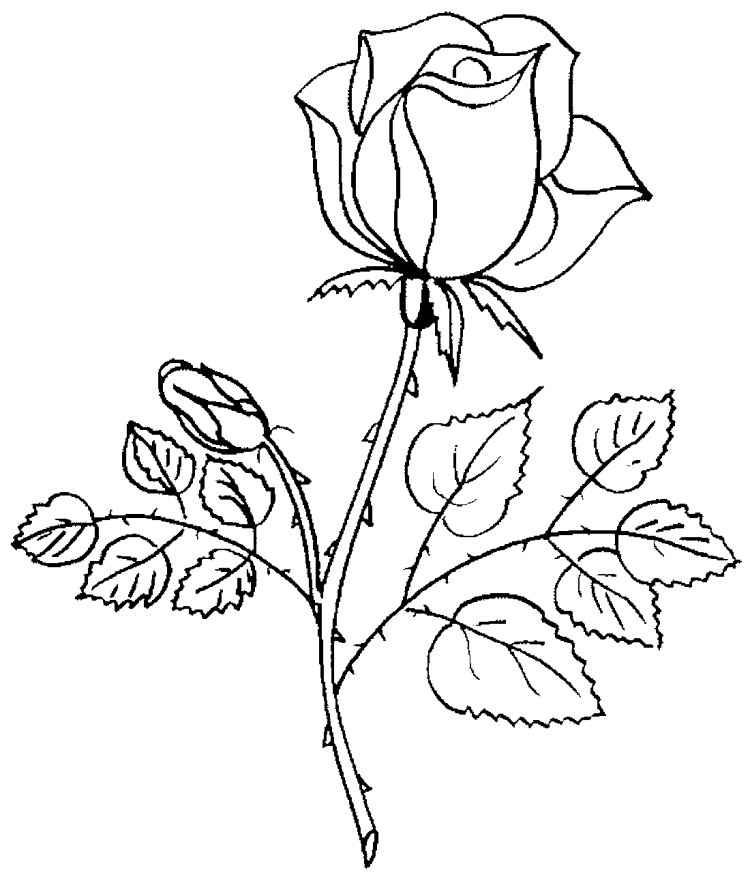 Лист розы рисунок