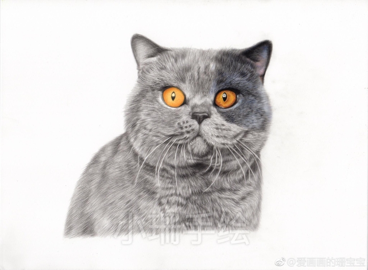 Британец рисунок карандашом