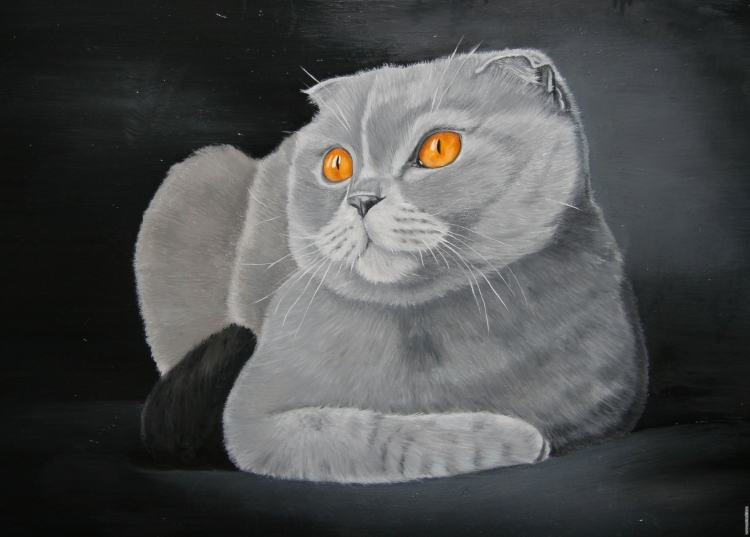 Шотландская вислоухая кошка арт