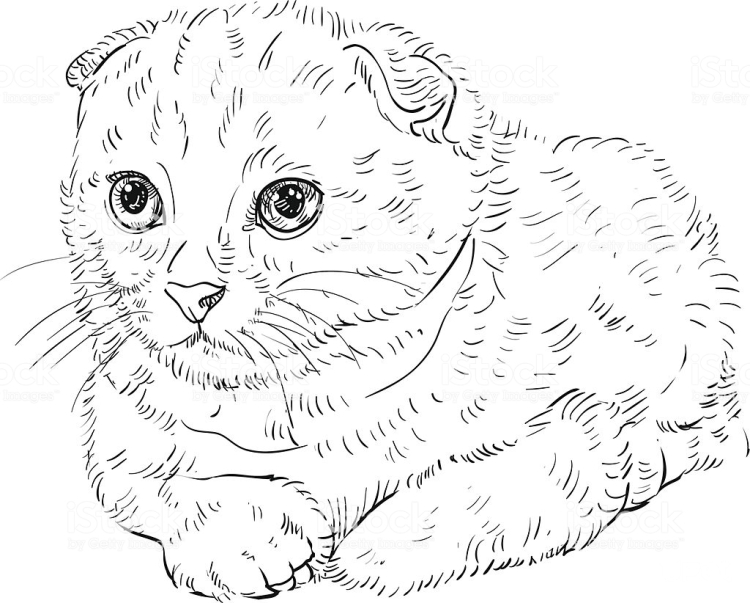Раскраска кот вислоухий британец