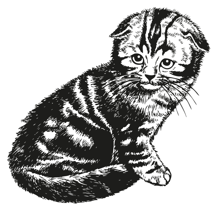Вислоухий кот для раскрашивания