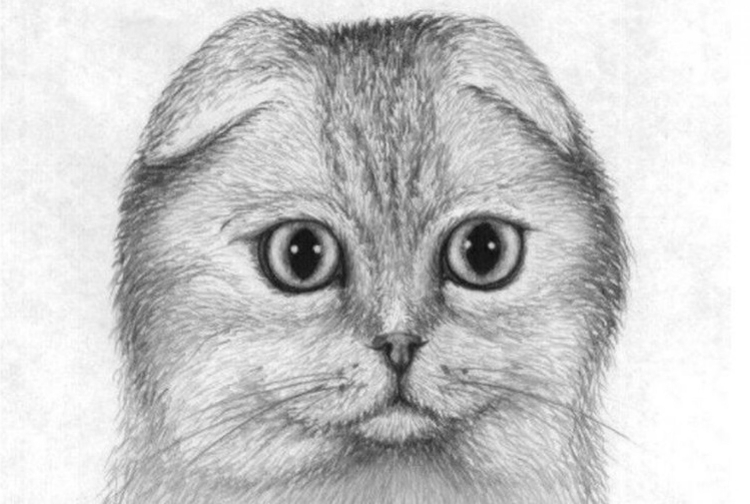 Вислоухий кот карандашом
