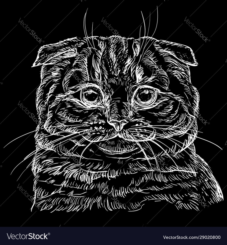 Шотландская вислоухая кошка вектор