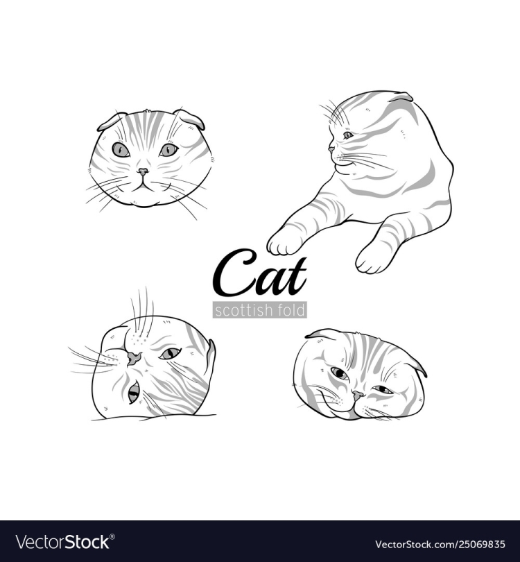 Шотландский кот вектор