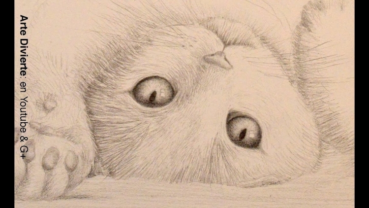 Рисунки вислоухих котов