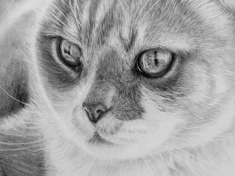 Вислоухая кошка карандашом