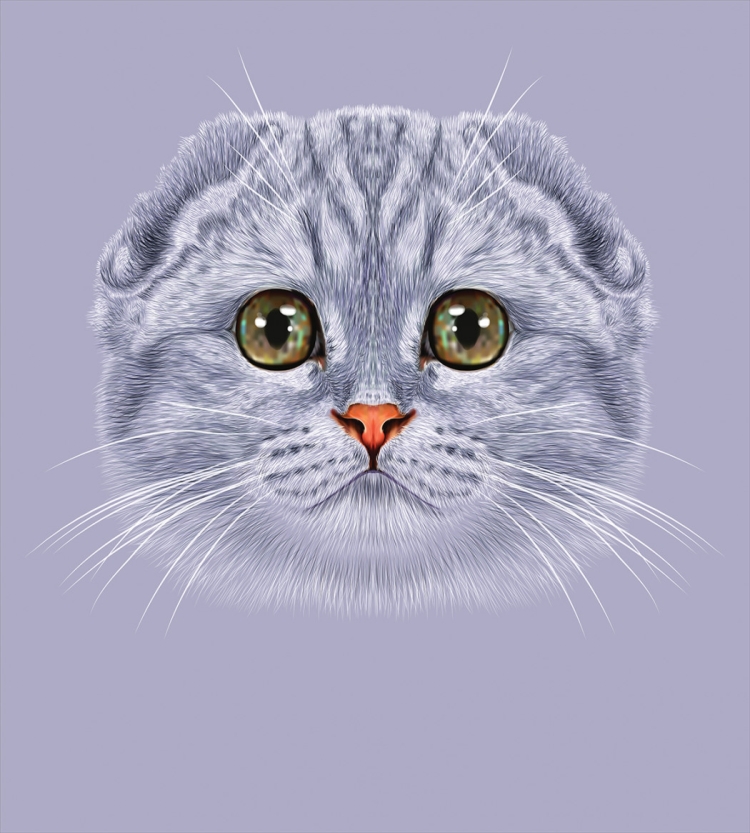 Вислоухий кот вектор