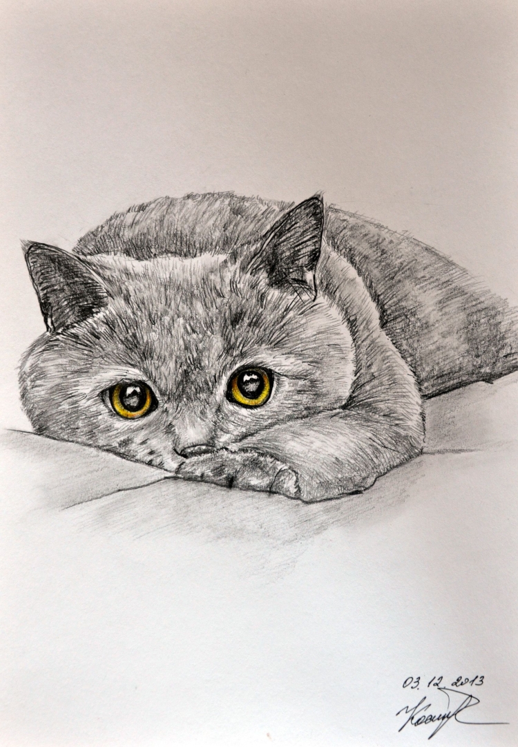 Британский кот рисунок карандашом