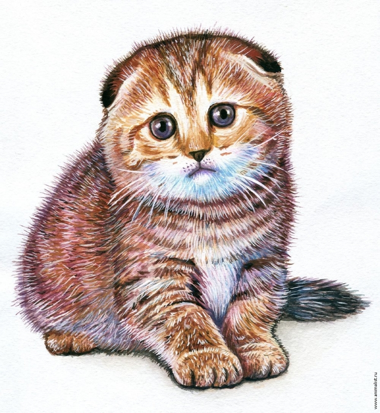 Шотландский вислоухий кот рисунок