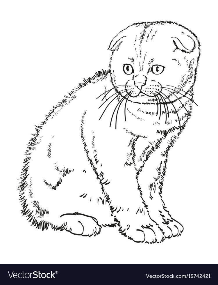 Шотландская вислоухая кошка сбоку