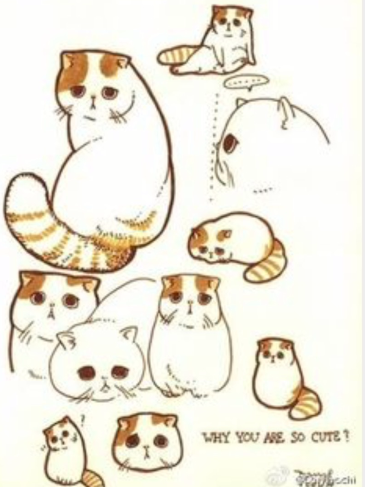 Рисунок шотландского кота