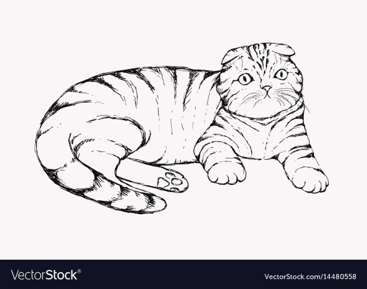 Шотландская вислоухая кошка вид сбоку