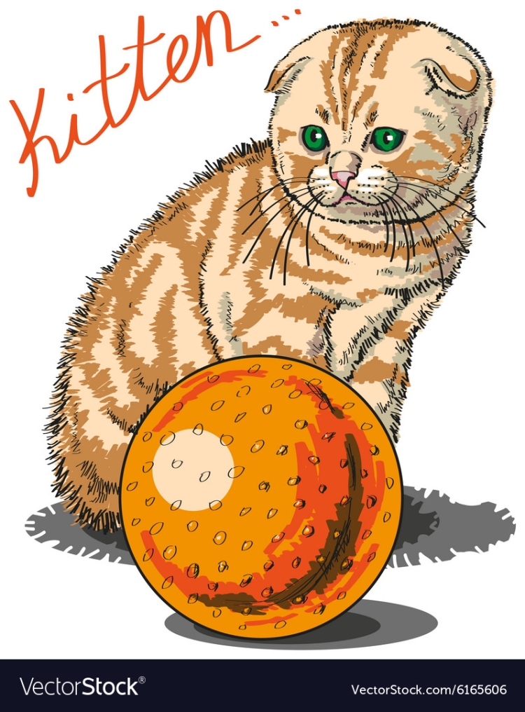 Вислоухий кот вектор
