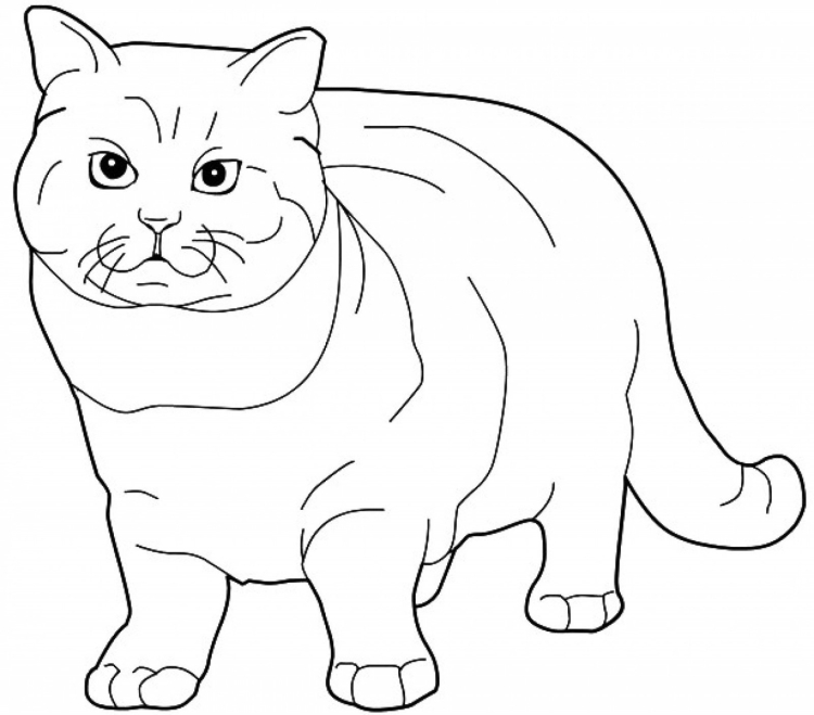 Раскраска кот британец