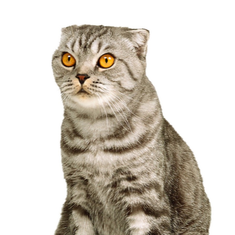 Шотландская вислоухая кошка на белом фоне