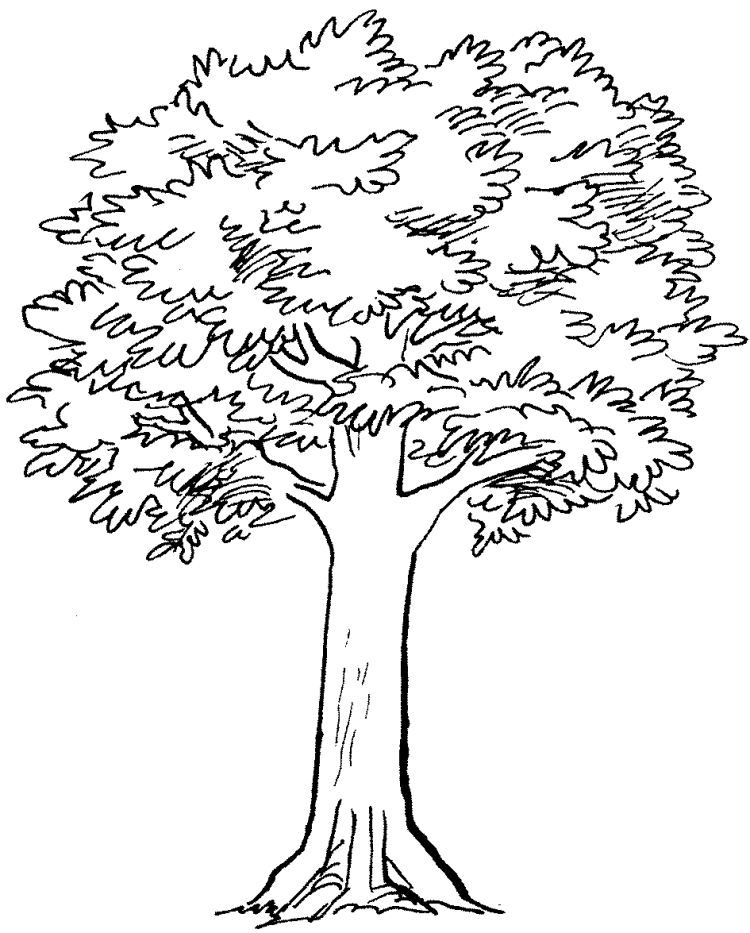 Рисунки для срисовки дерево. Дерево рисунок. Дерево рисунок карандашом. Дерево раскраска. Рисунки деревьев для срисовки.