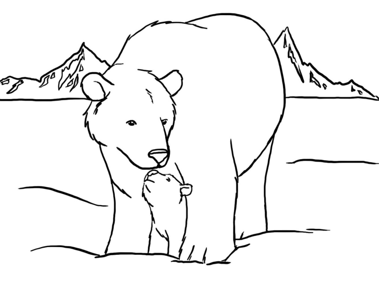 Белый медведь рисунок раскраска
