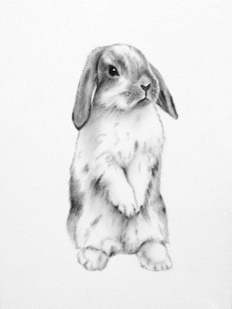 Рисунок заяц в профиль