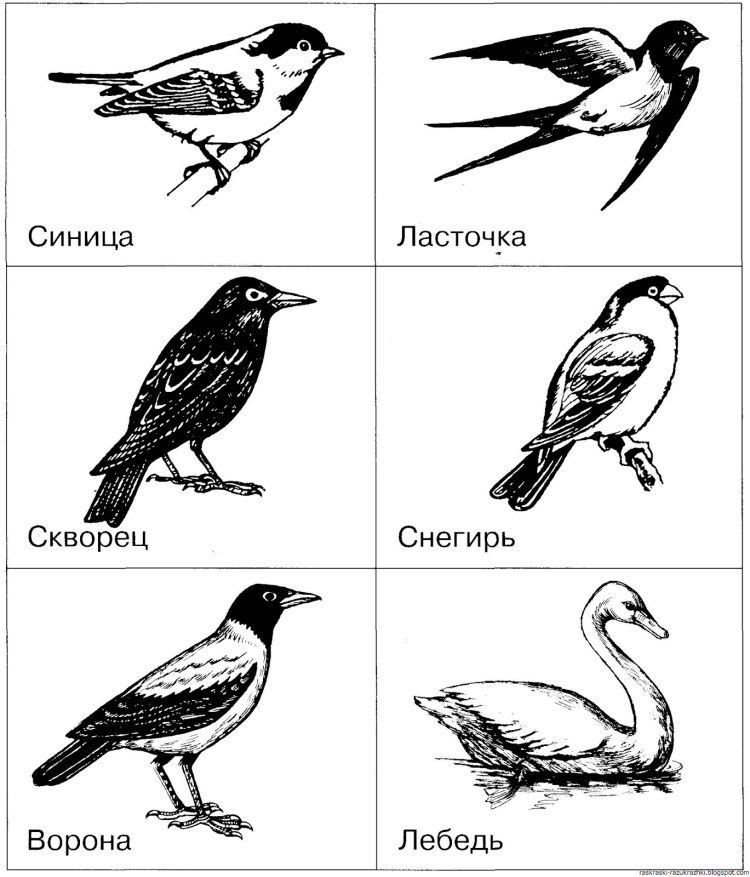 Раскраски зимующие птицы для дошкольников