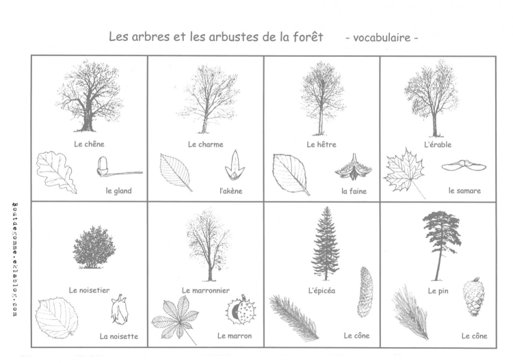 Виды растений хвойных лесов