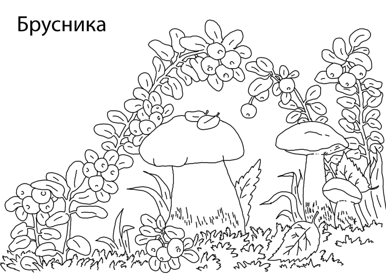 Грибы и ягоды раскраски для детей