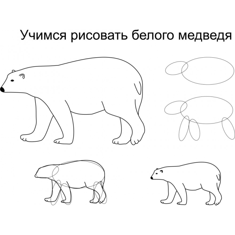 Поэтапное рисование бурого медведя