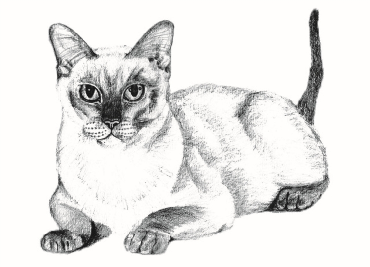 Сиамский кот раскраска