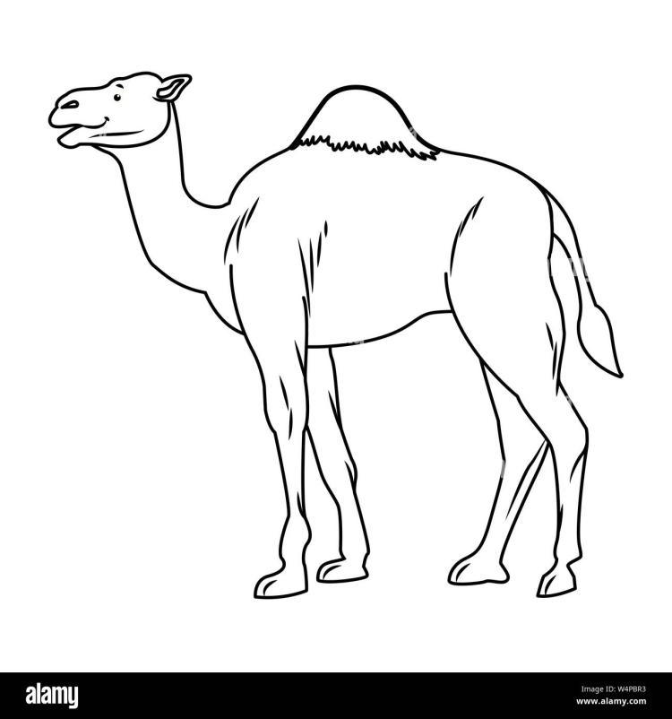 Картинка раскраска верблюд