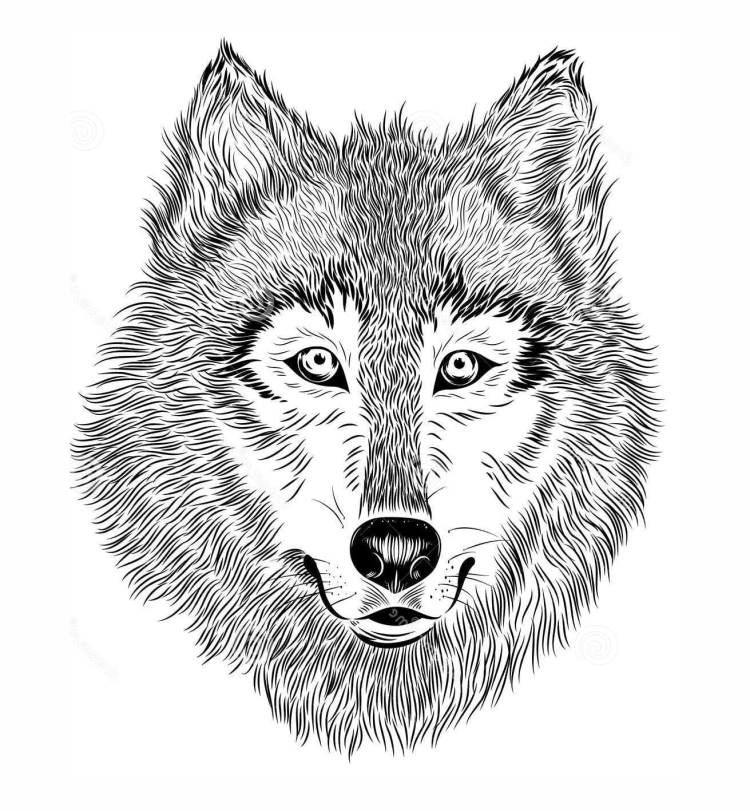 Черно белый волк рисунок