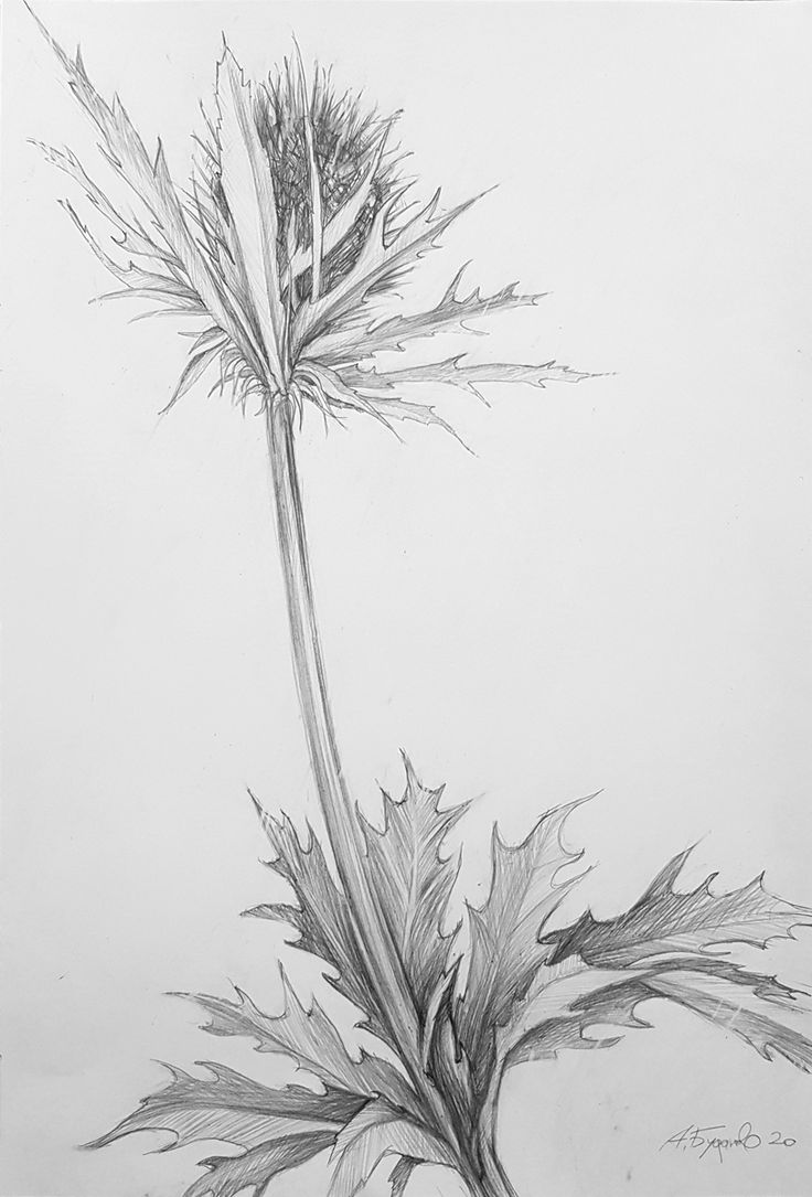 Зарисовки растений карандашом
