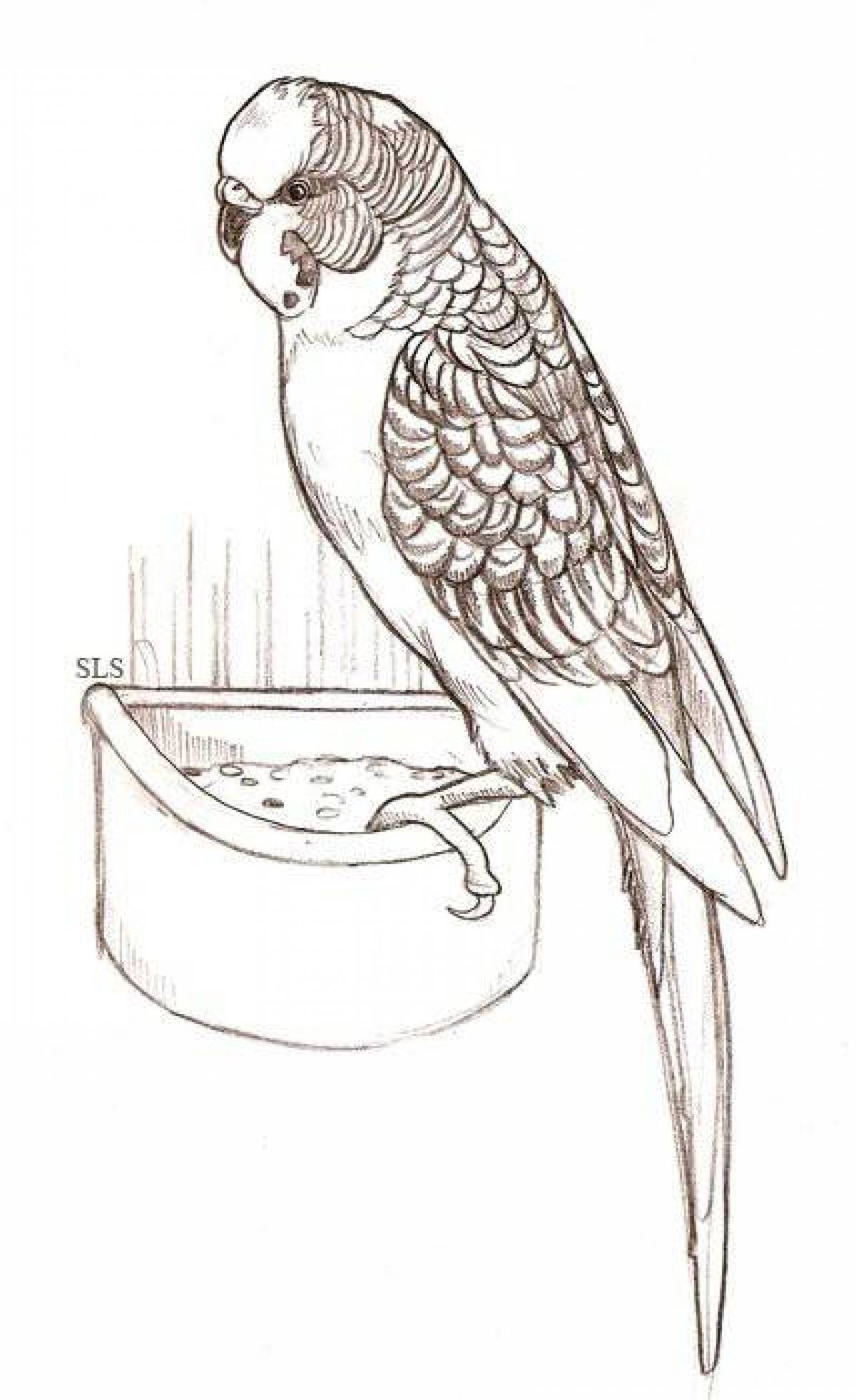 Рисунки карандашом волнистый попугай (20 фото)