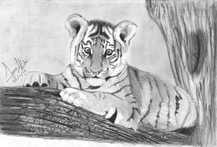 Рисунок тигра карандашом
