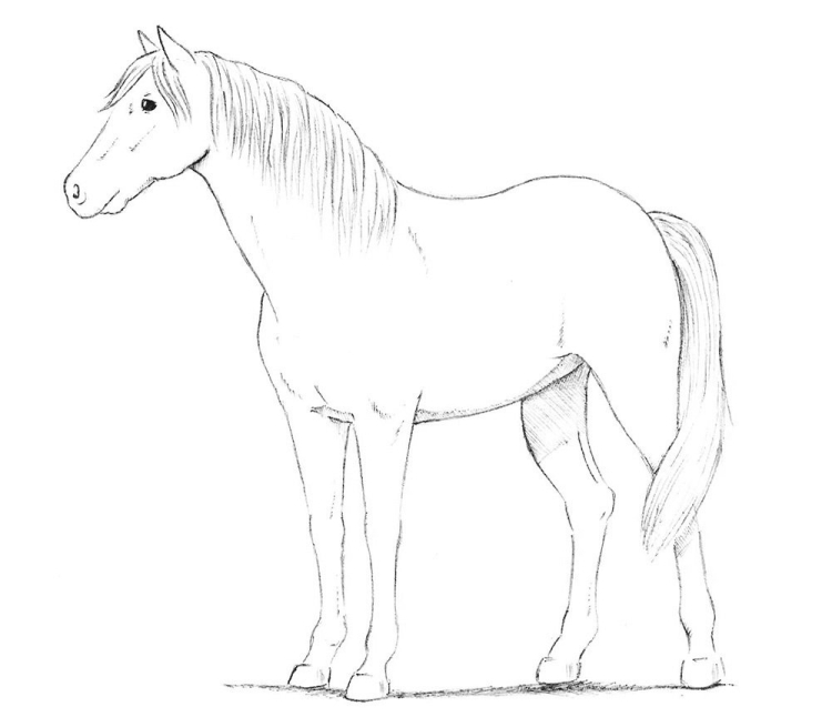 Лошадь карандашом для срисовки