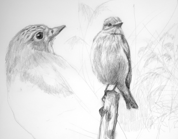 Зарисовки птиц карандашом