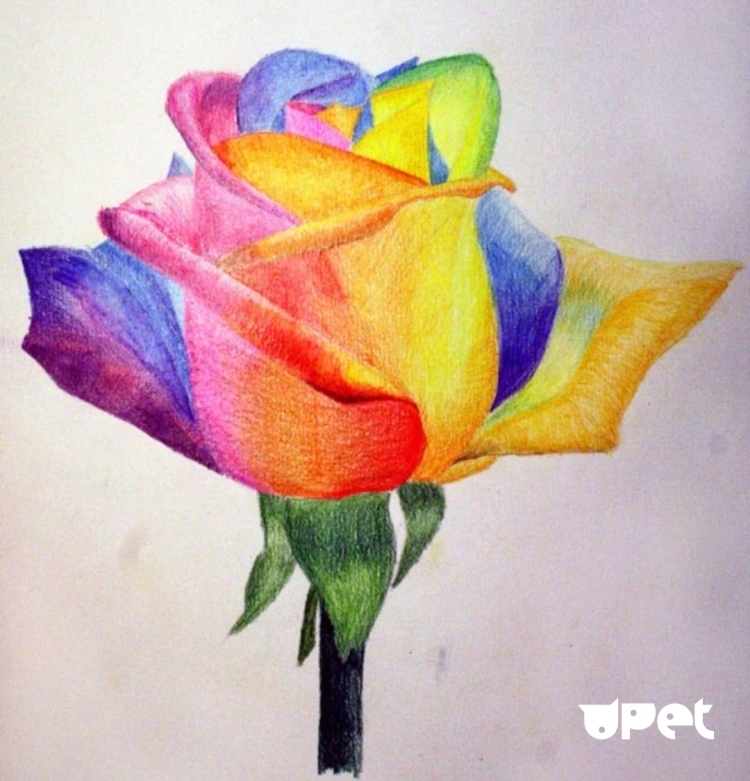 Рисунки цветов цветными карандашами
