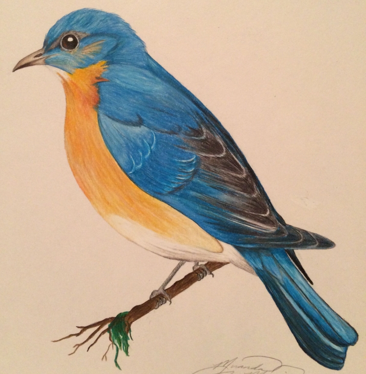 Птицы цветными карандашами