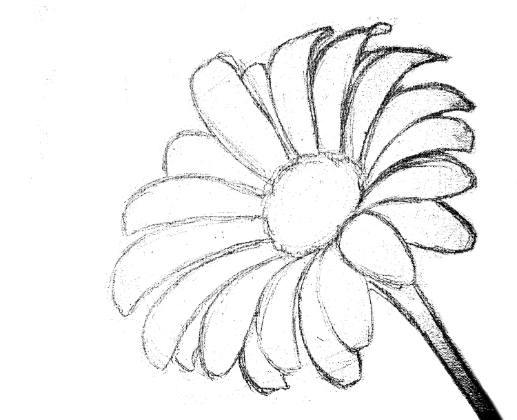 Цветок ромашка карандашом