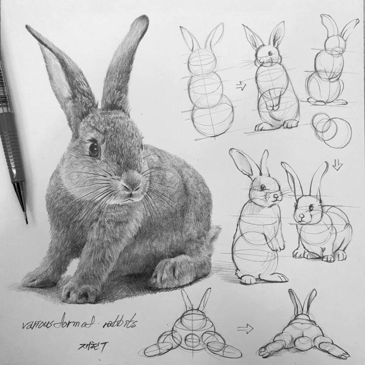 Набросок кролика карандашом