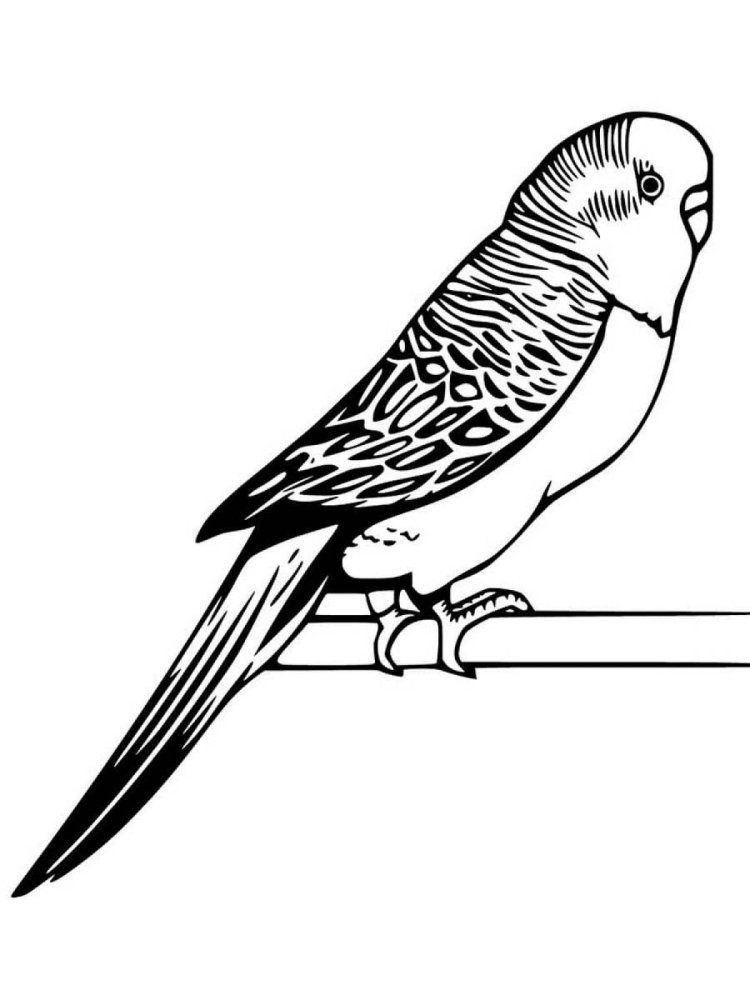 Раскраска маленький попугай - 65 фото