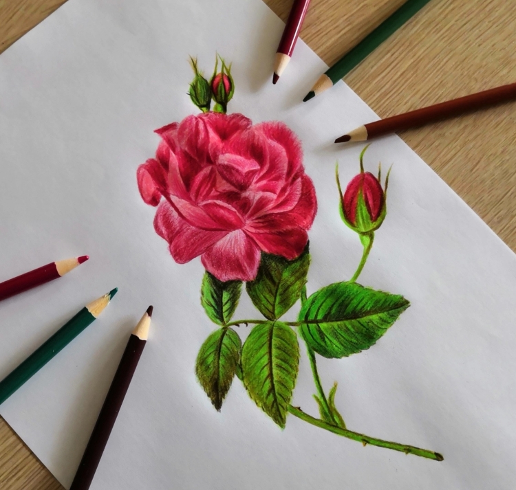 Цветы карандашом розы