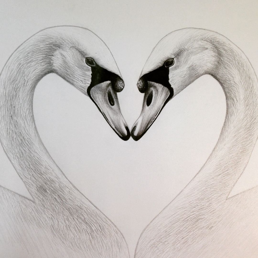 Нарисовать рисунок лебедушка. Лебедь рисунок. Лебедь карандашом. Лебедь рисунок карандашом. Рисунок лебедя для срисовки.