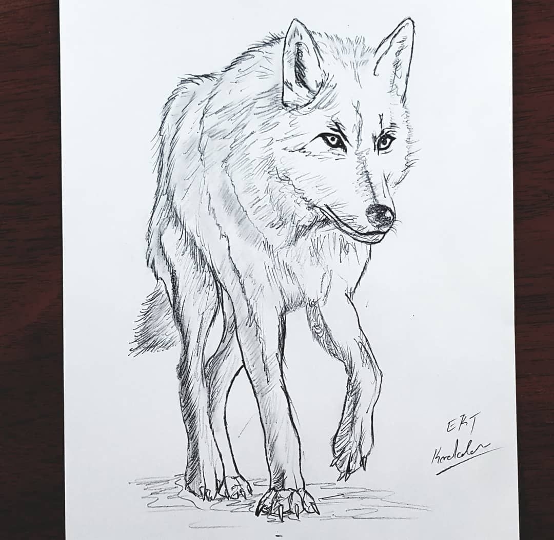 волк рисунок карандашом