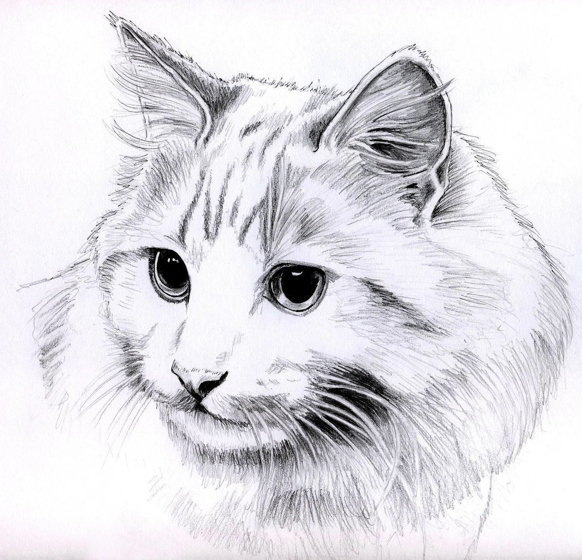 Кошка простой рисунок карандашом - 65 фото