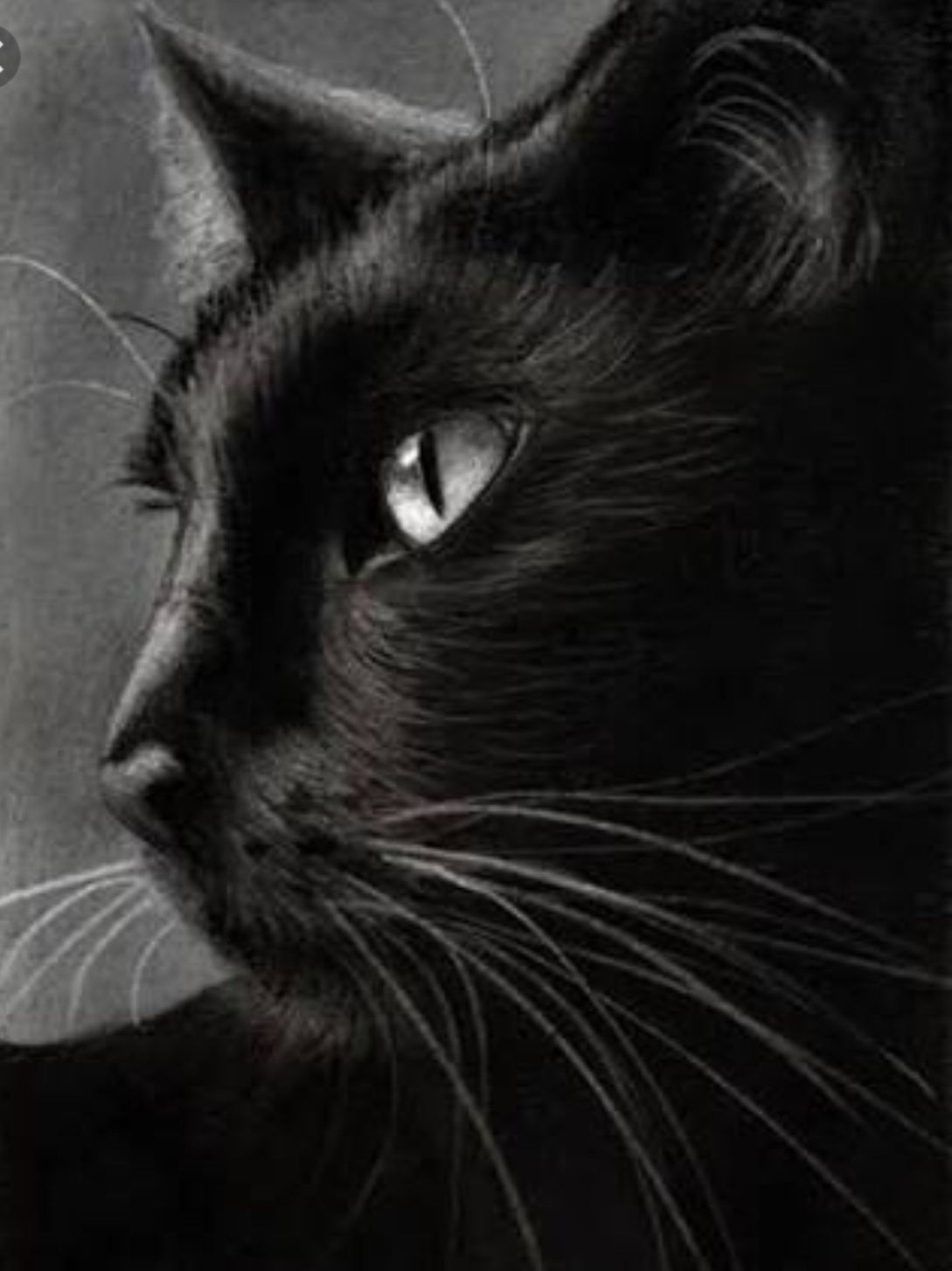 Изображения по запросу Черный кот