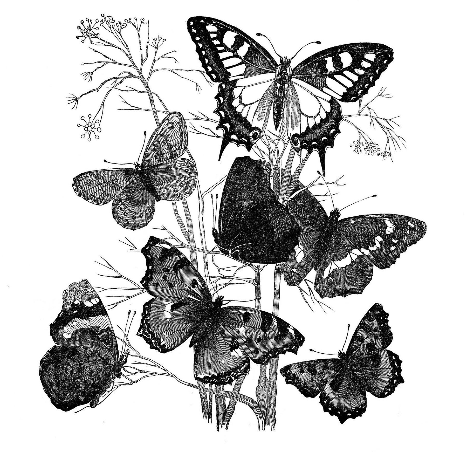 Распечатки бабочек черно. Бабочка рисунок. Бабочка черно белая. Принты для декупажа черно белые. Бабочка Графика.
